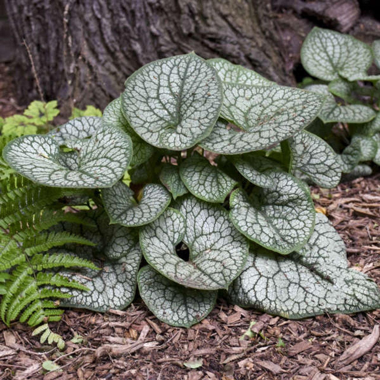 Brunnera m Jack of Diamonds PPAF 20ct Flat