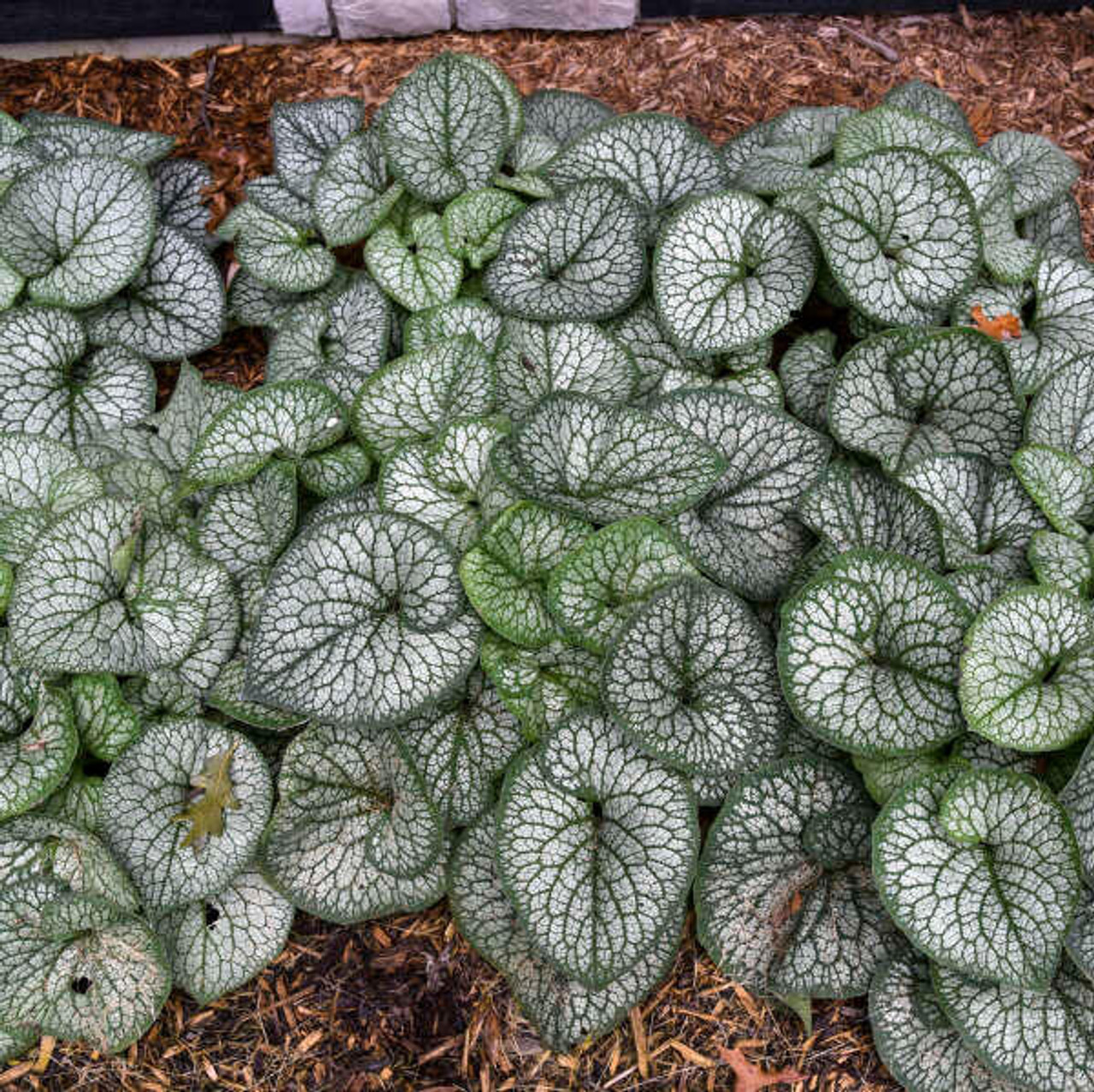 Brunnera m. 'Jack of Diamonds' PP32752 (20)ct Flat