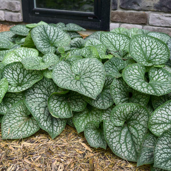 Brunnera m. 'Jack of Diamonds' shipped from Grower to your door