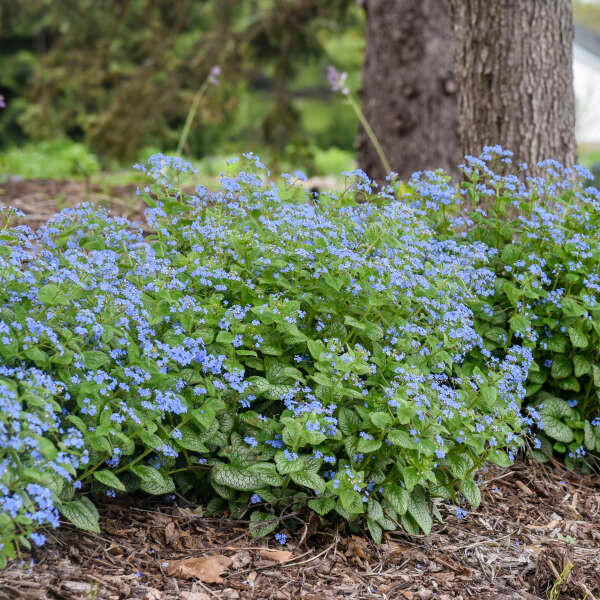 Brunnera m. 'Jack of Diamonds' shipped from Grower to your door