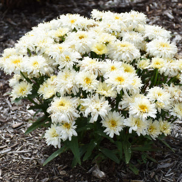 Leucanthemum s. 'Ice Cream Dream' shipped from Grower to your door