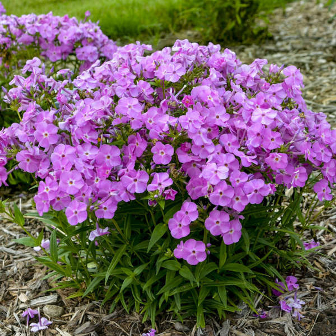 Phlox Baby Doll Pink PPAF 25 BR Plants