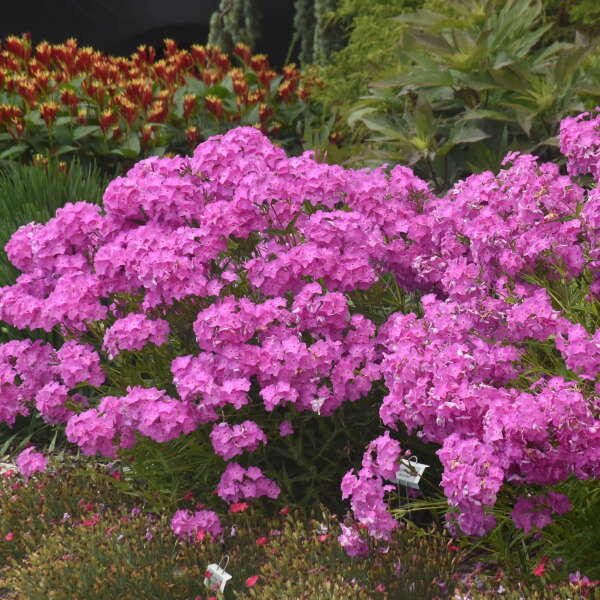 Phlox Opening Act Ultrapinkshipped from Grower to your door