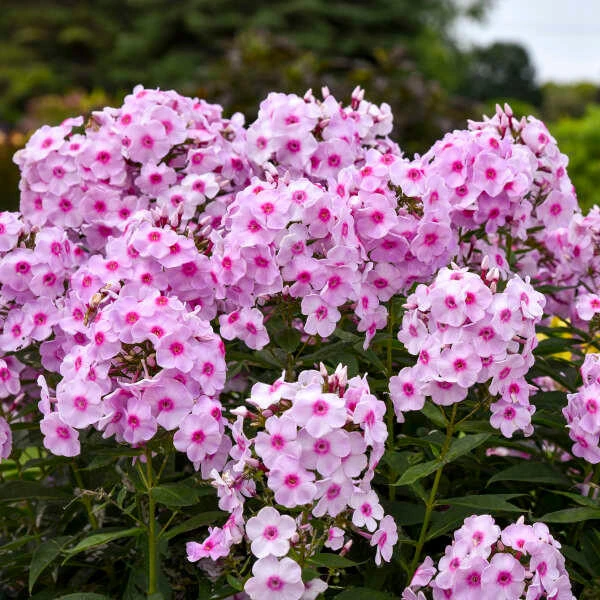 Phlox p. 'Opalescence' PP33295 (25) BR Plants