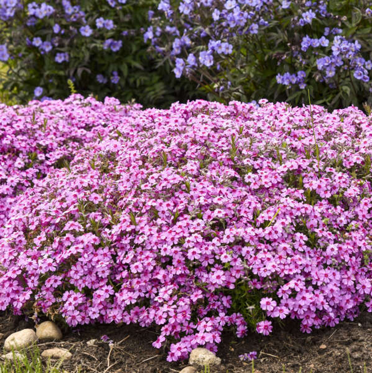 Phlox s Eye Caramba PPAF 25 BR Plants