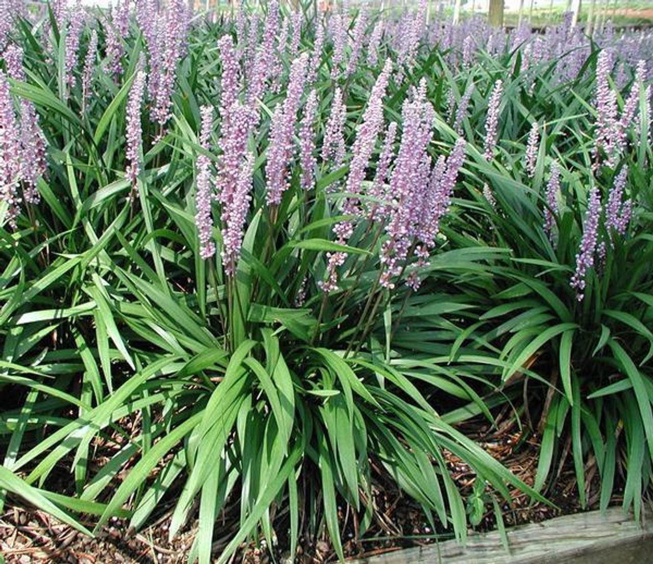 Liriope muscari 'Classic Blue' (3.5 inch pot)