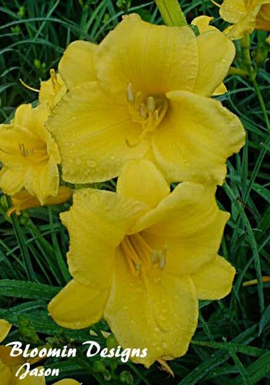 Hemerocallis Stella de Oro SF BR