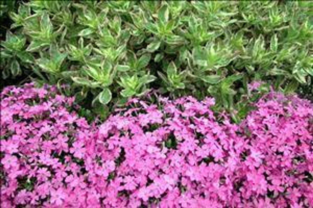 Phlox subulata Emerald Pink 3.5 inch pot