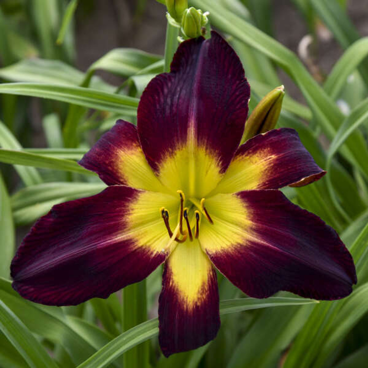 Hemerocallis Persian Ruby 25 BR Plants