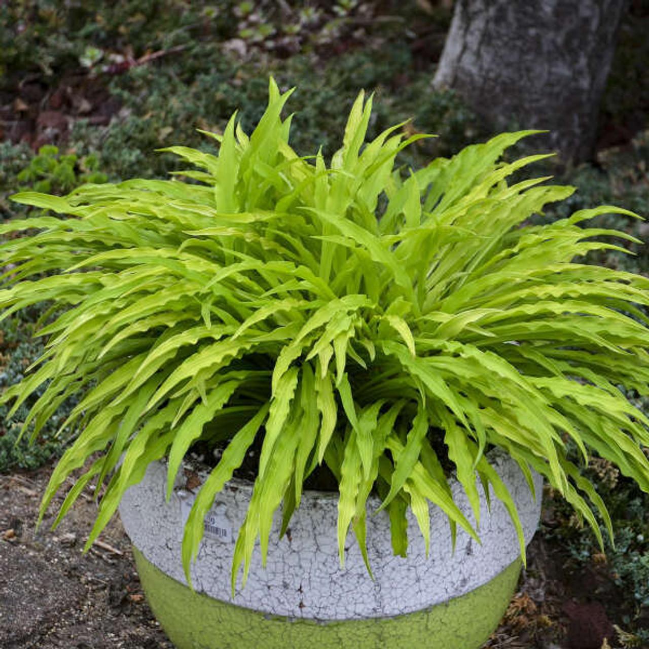 Hosta Party Streamers PPAF 20ct Flat