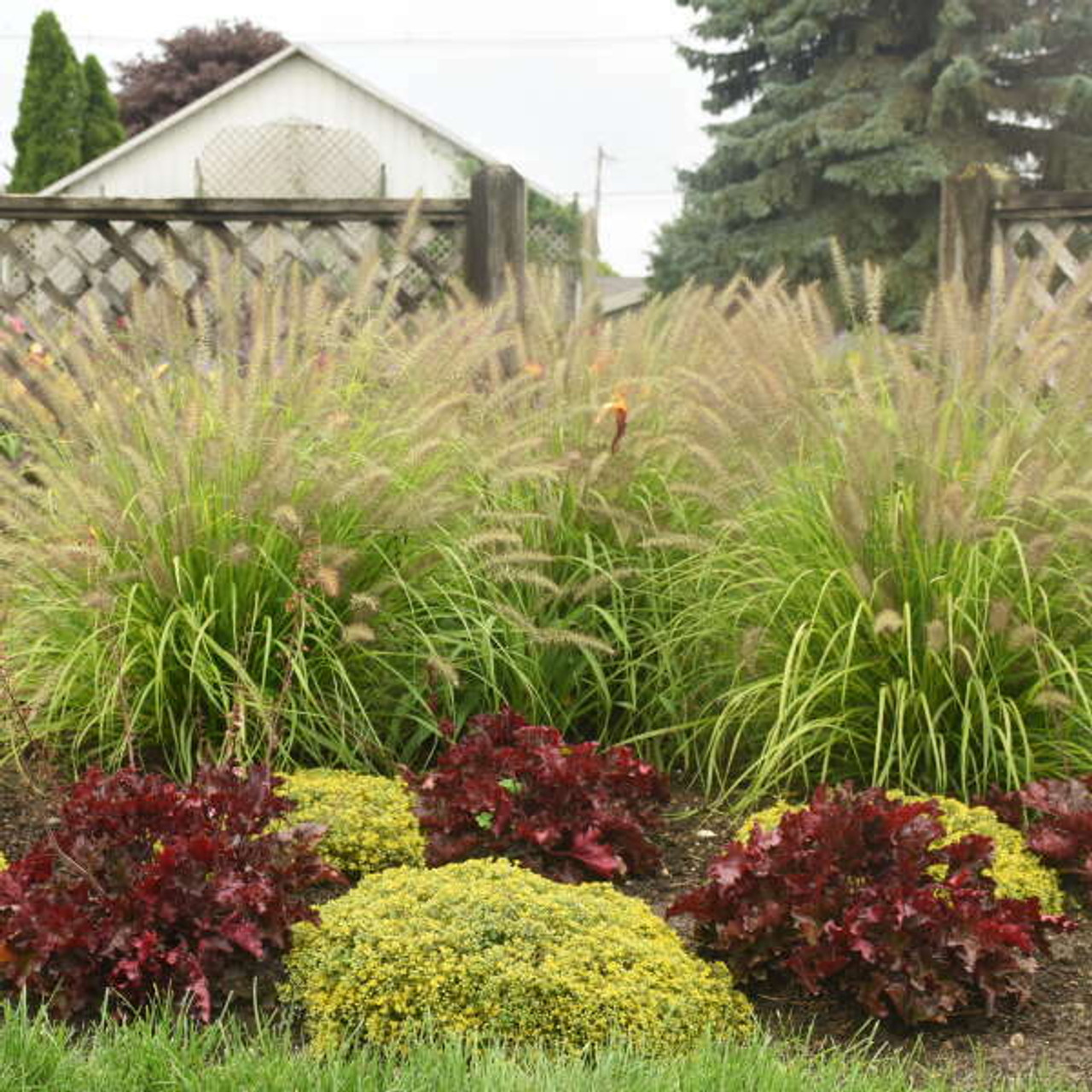 Pennisetum a Lemon Squeeze PPAF 30ct Flat