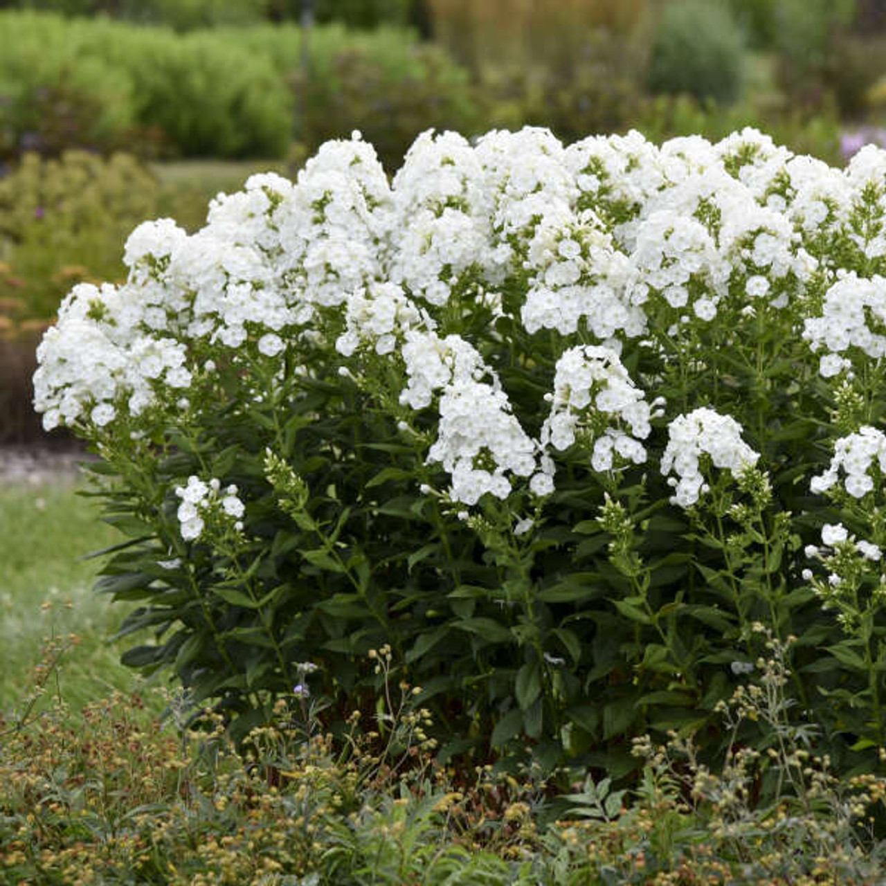 phlox paniculata david