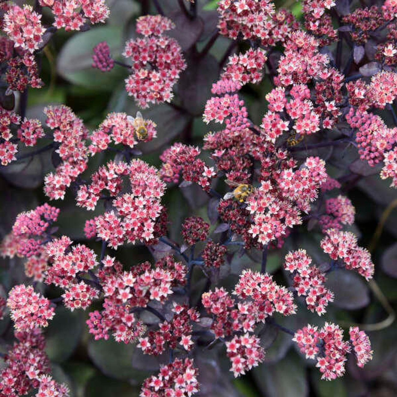 Sedum 'Back in Black' PP33632 (25) BR Plants