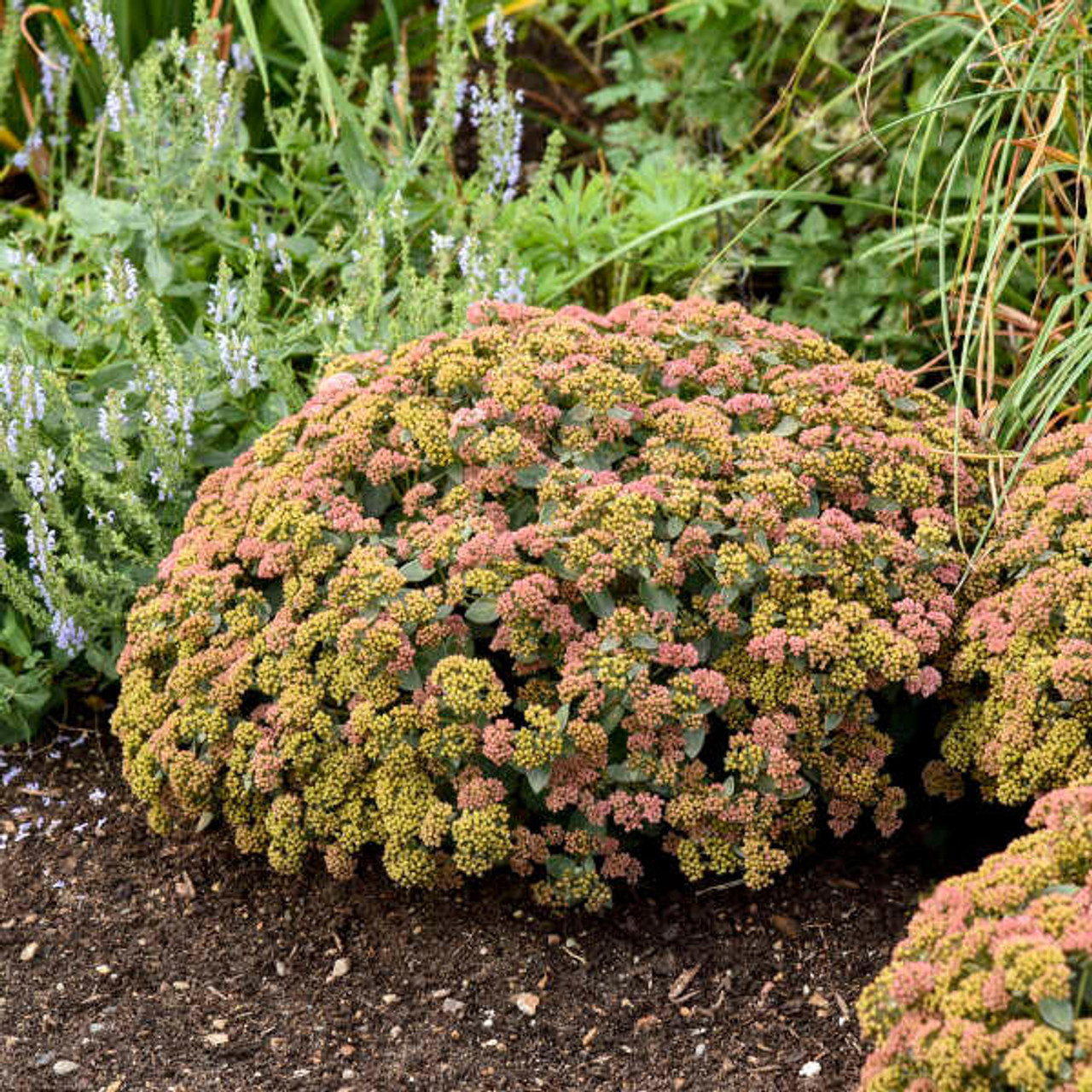 Sedum 'Coraljade' PP33958 (25) BR Plants