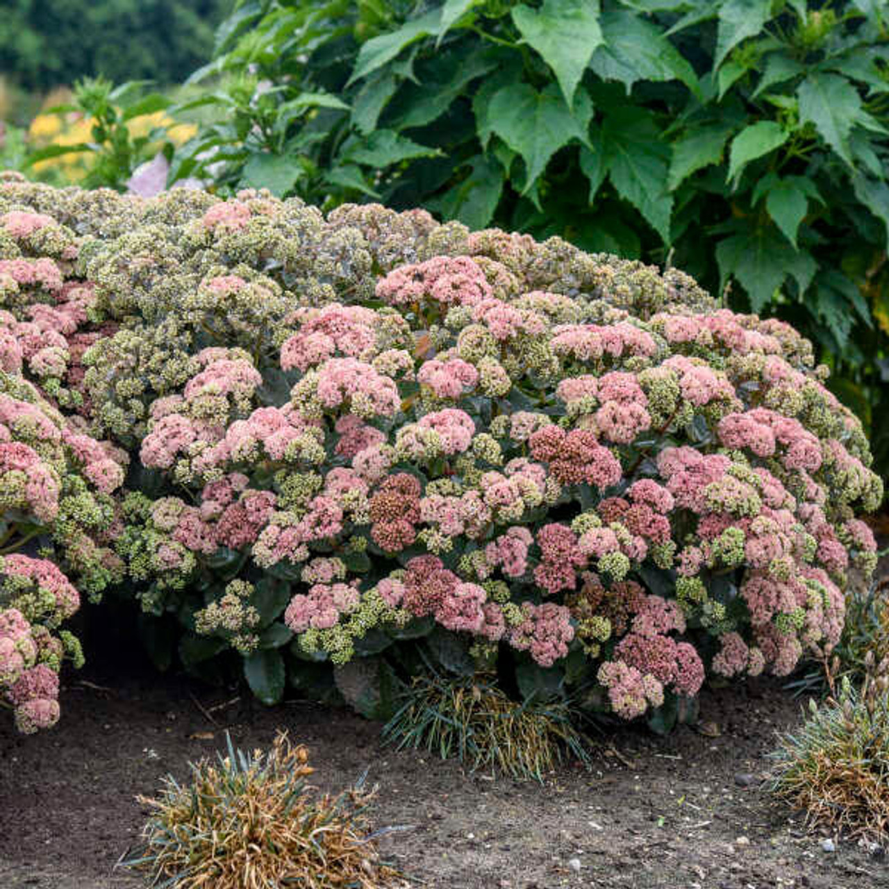 Sedum 'Coraljade' PP33958 (25) BR Plants