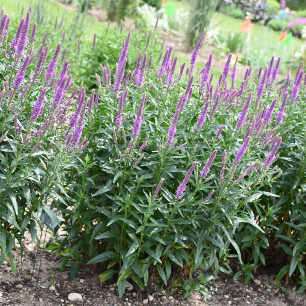 Veronica Purple Leia shipped from Grower to your door
