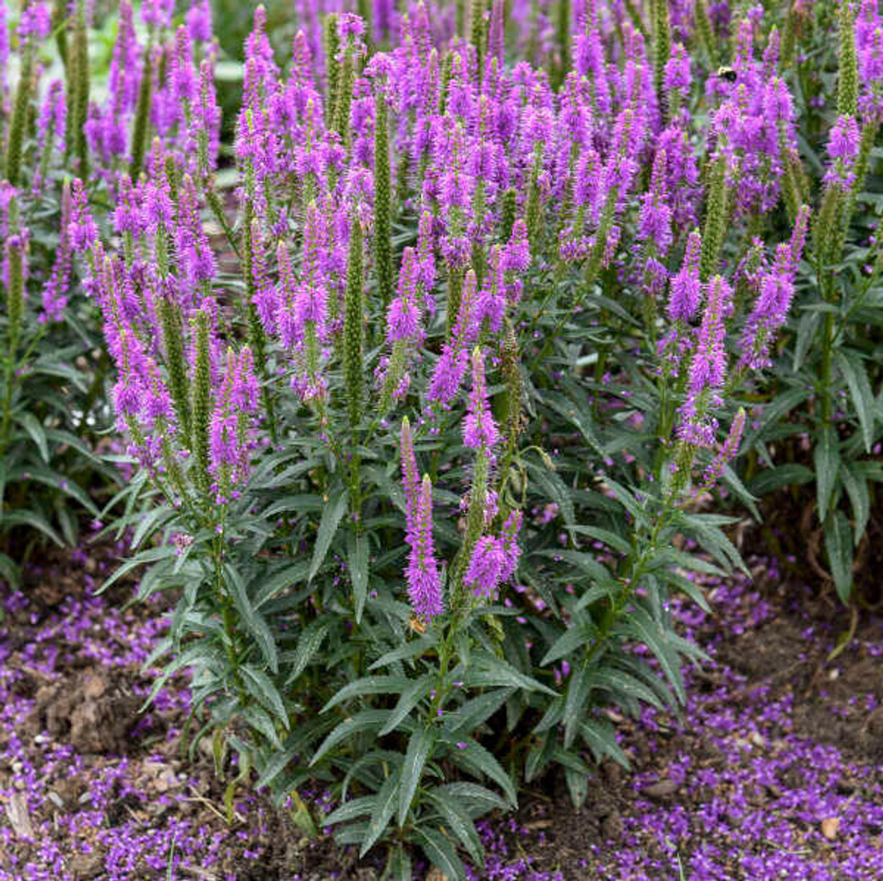 Veronica 'Purple Leia' PP34278 (25) BR Plants