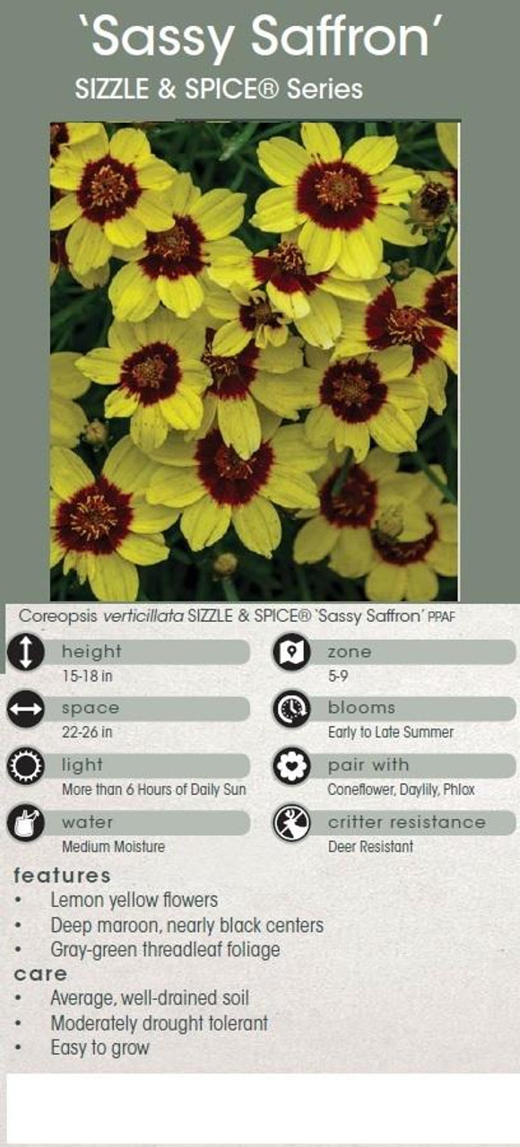 Coreopsis v Sassy Saffron PP31393 30ct Flat