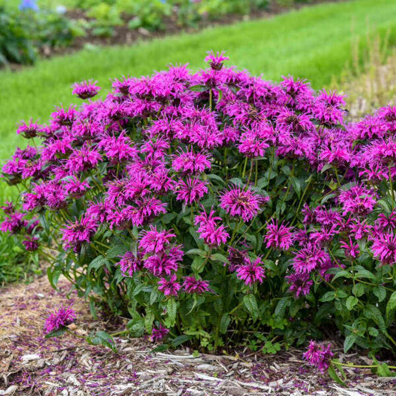 Monarda 'Electric Neon Purple' PP34512 (20)ct Flat