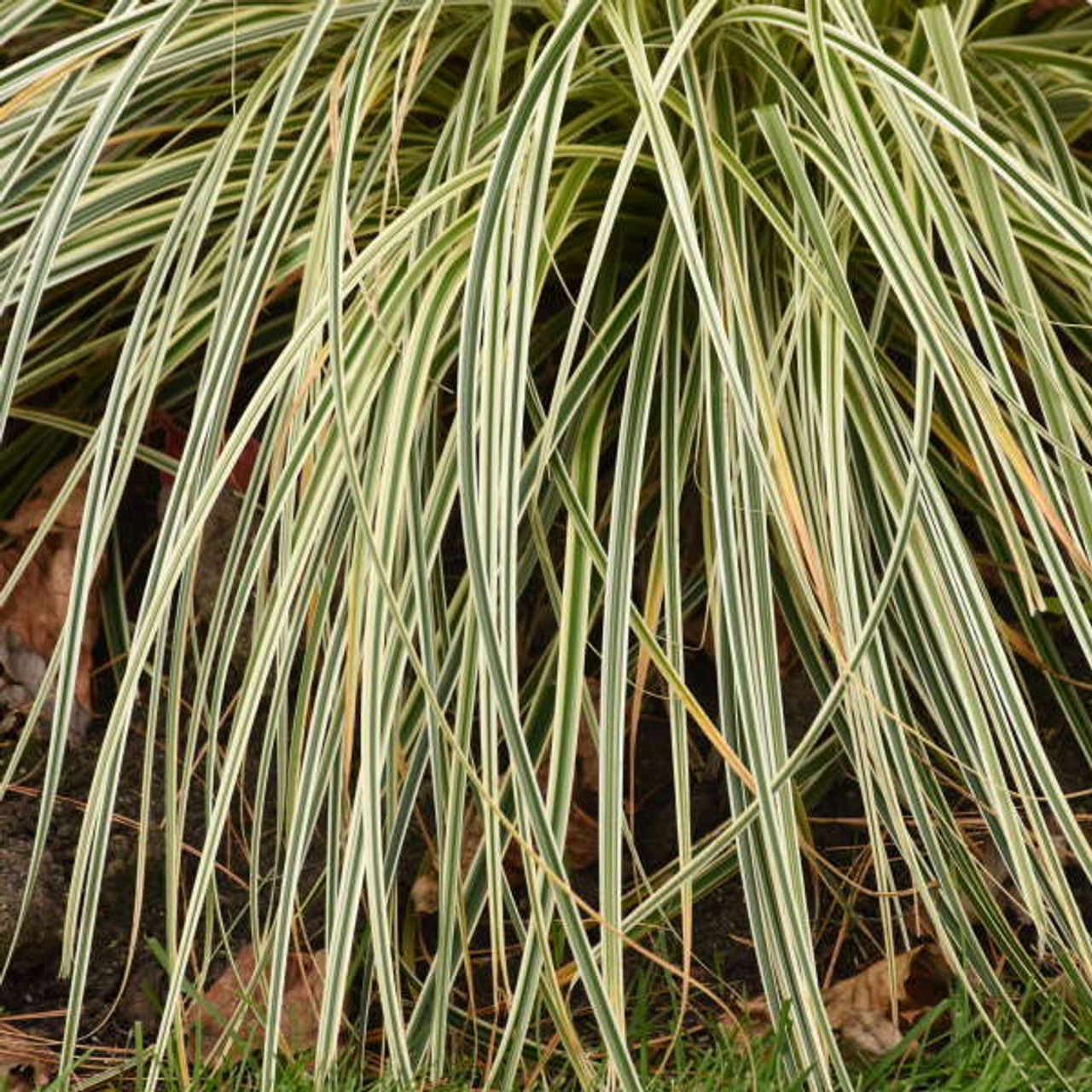 Carex FEATHER FALLS ET CRX01 PP26,19930ct Flat