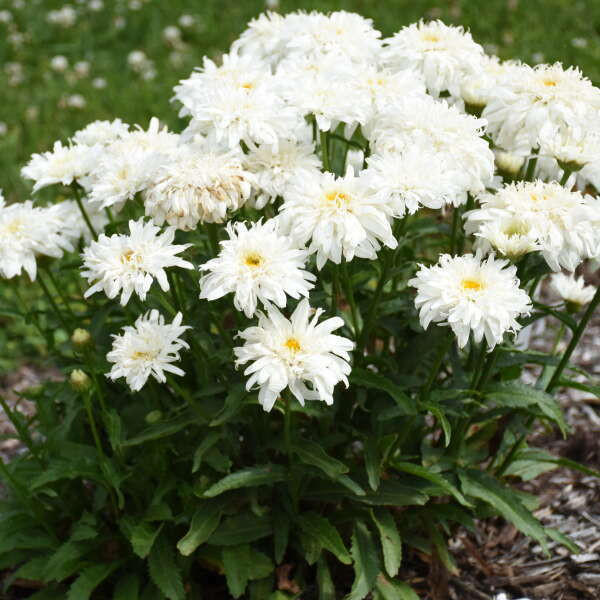 Leucanthemum Marshmallow Perennial Plant Sale Bloomin Designs Nursery