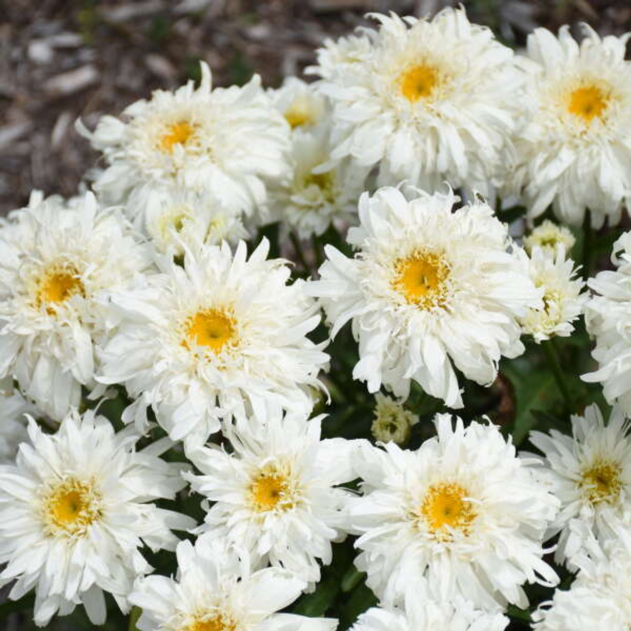 Leucanthemum Marshmallow PPAF 30ct Flat