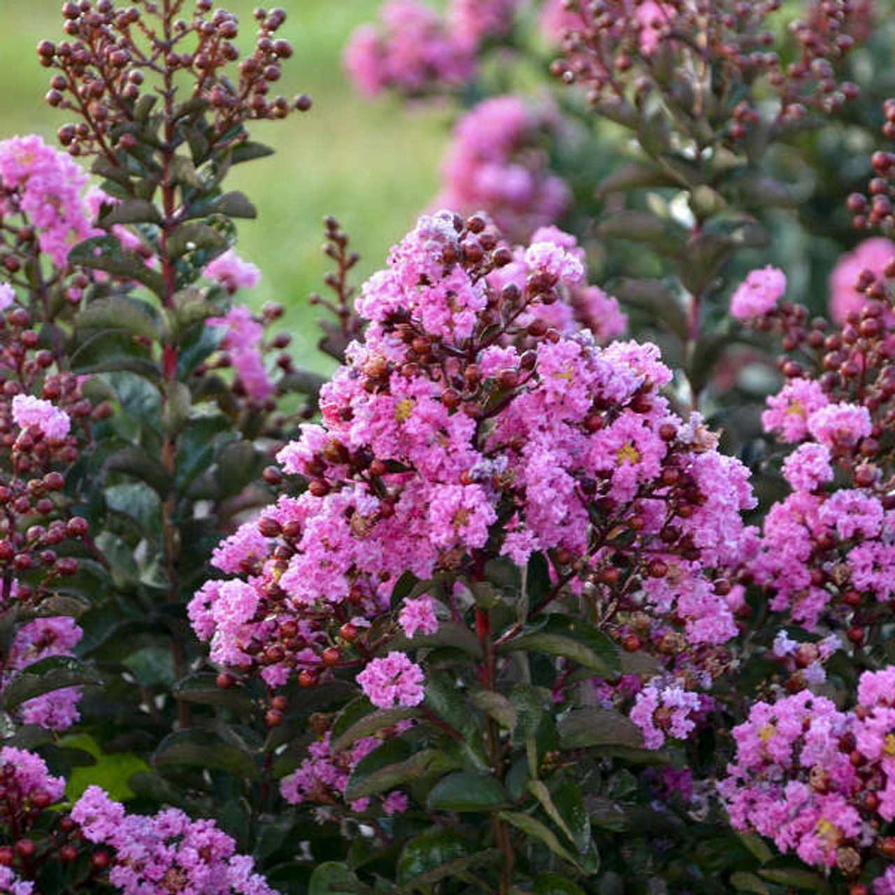 LAGERSTROEMIA Lagerstroemia Dark Roast PP32954 30ct Flat