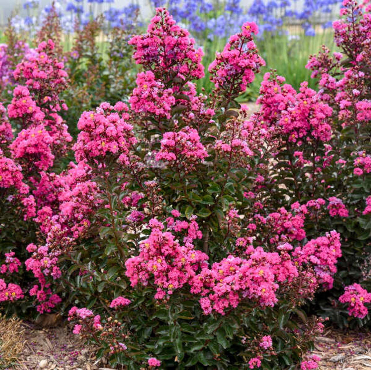 LAGERSTROEMIA Lagerstroemia 'Dark Roast' PP32954 (30)ct Flat