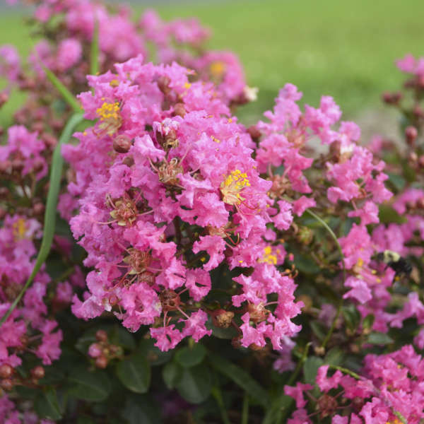 Lagerstroemia 'Peppermint Mocha' PP32244 (30)ct Flat - Bloomin