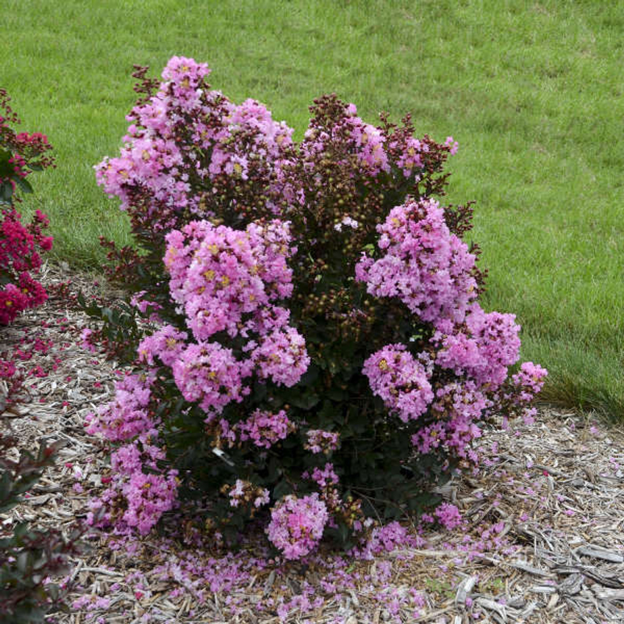 LAGERSTROEMIA Lagerstroemia Perky Pink PP32243 30ct Flat