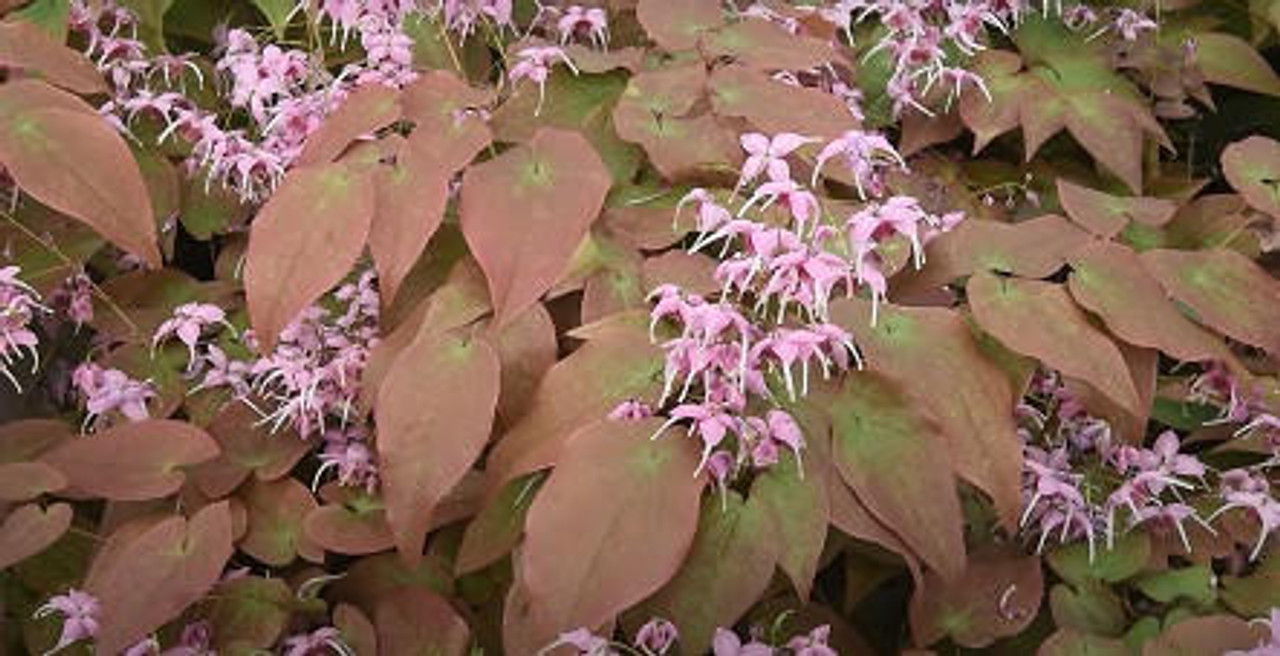 Epimedium 'Pretty in Pink' (30)ct Flat