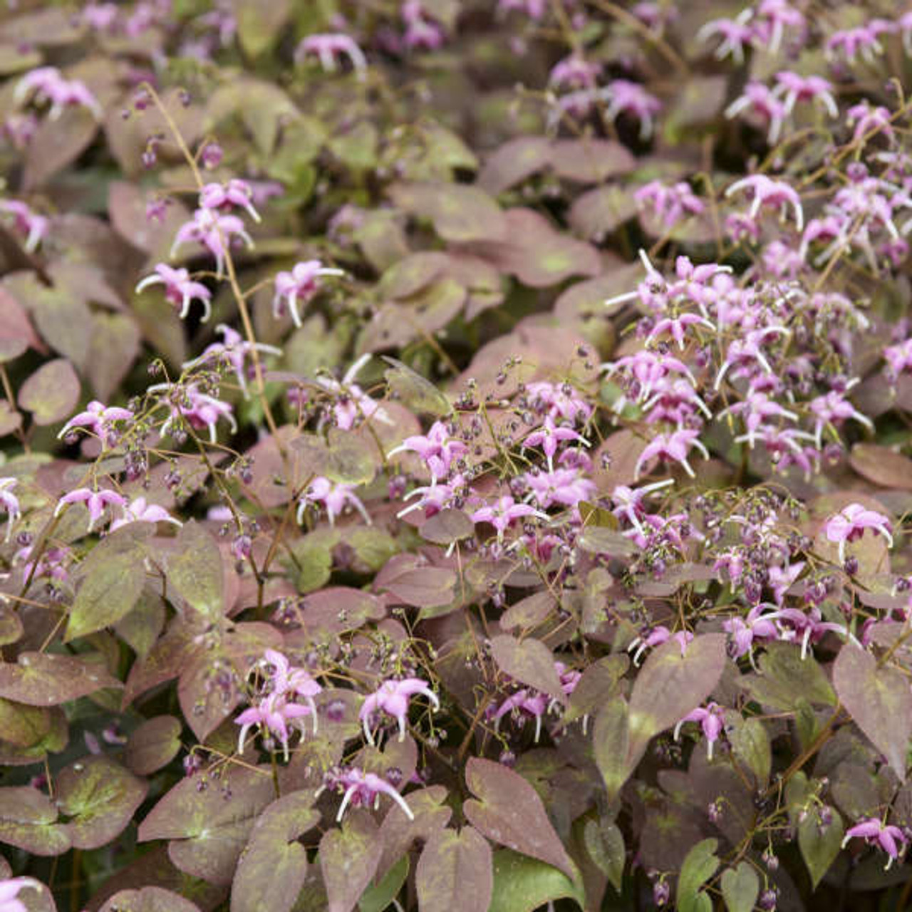 Epimedium Pretty in Pink 30ct Flat