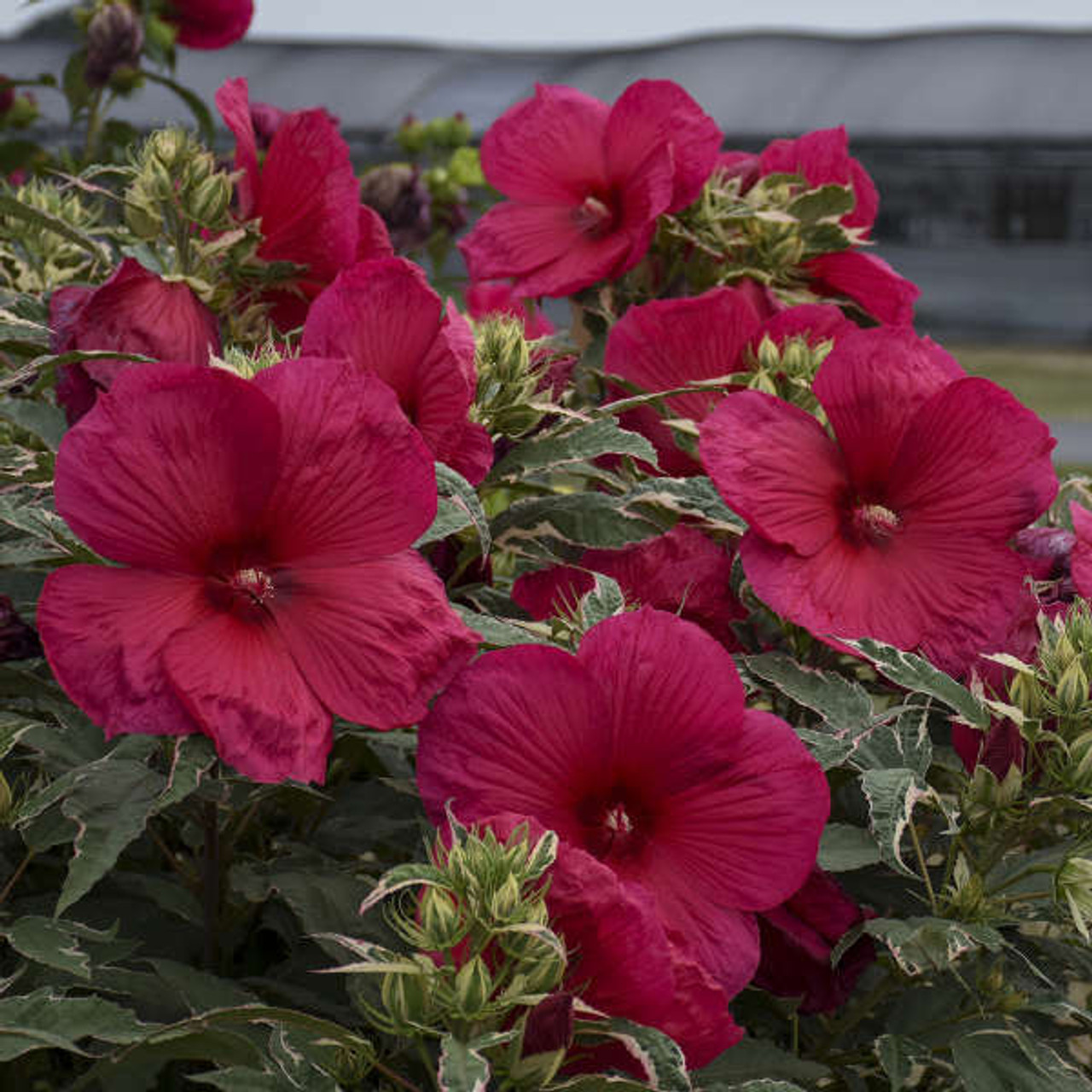 Hibiscus Summer Carnival PP31587 25 BR Plants