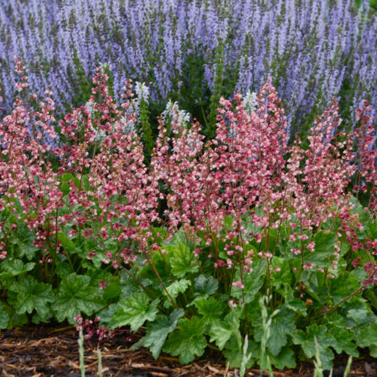 Heuchera 'Berry Timeless' PP26357 (20)ct Flat