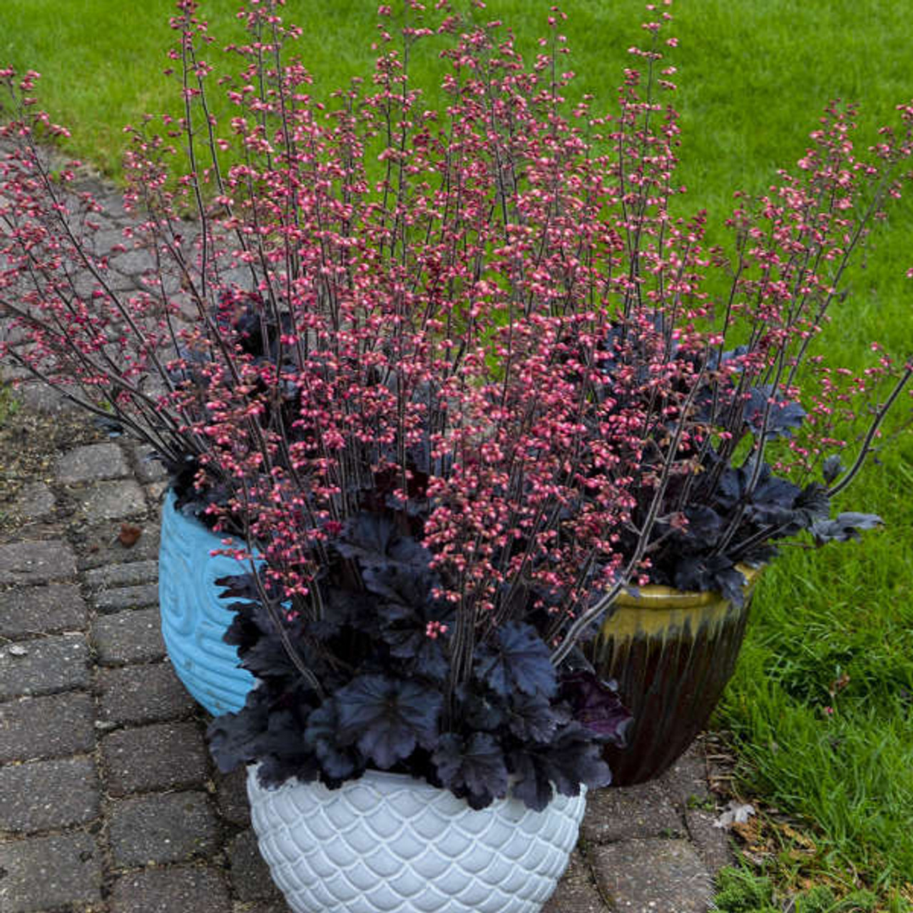 Heuchera Timeless Night PPAF 10ct Quarts