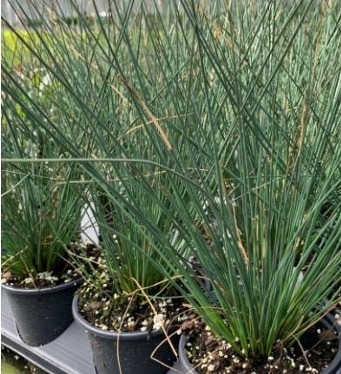 Juncus tenuis Blue Dart 10ct Quarts