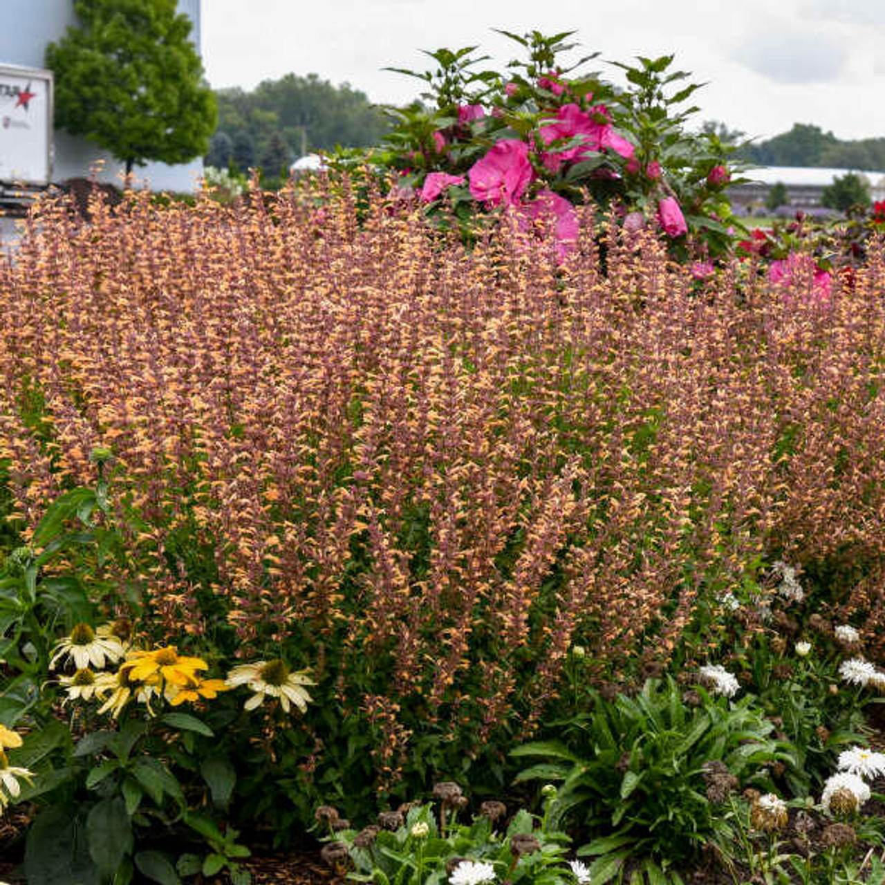 Agastache Queen Nectarine PPAF 30ct Flat