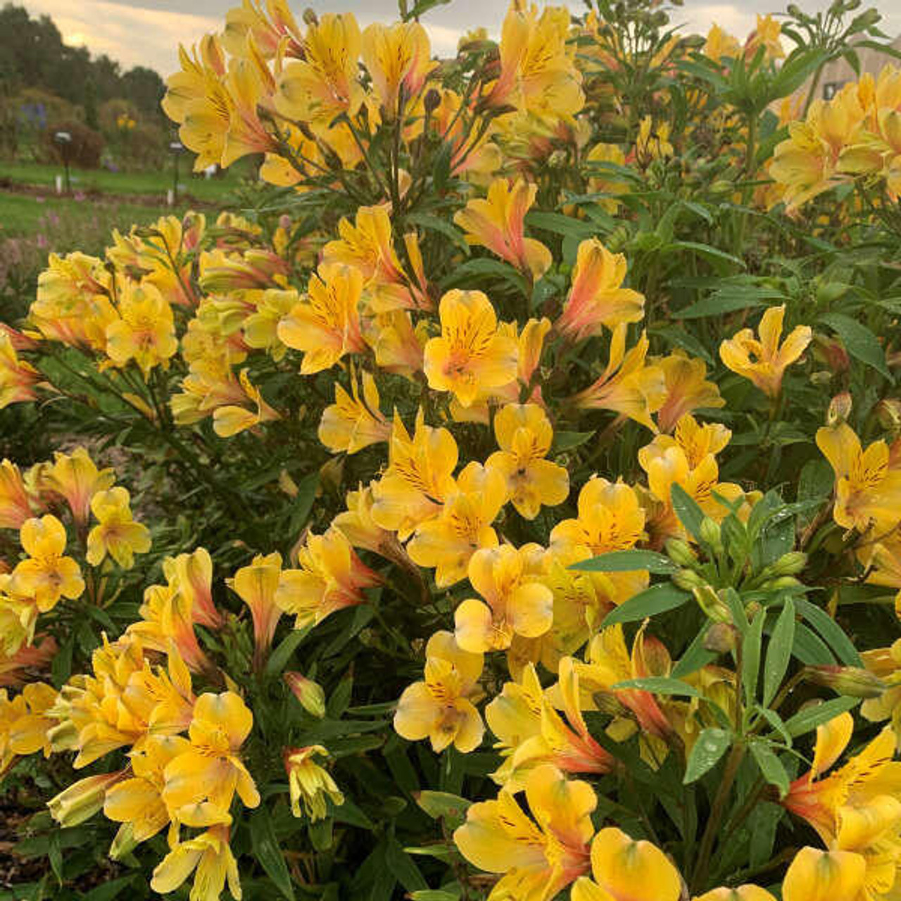 Alstroemeria Golden Tiara PPAF 30ct Flat