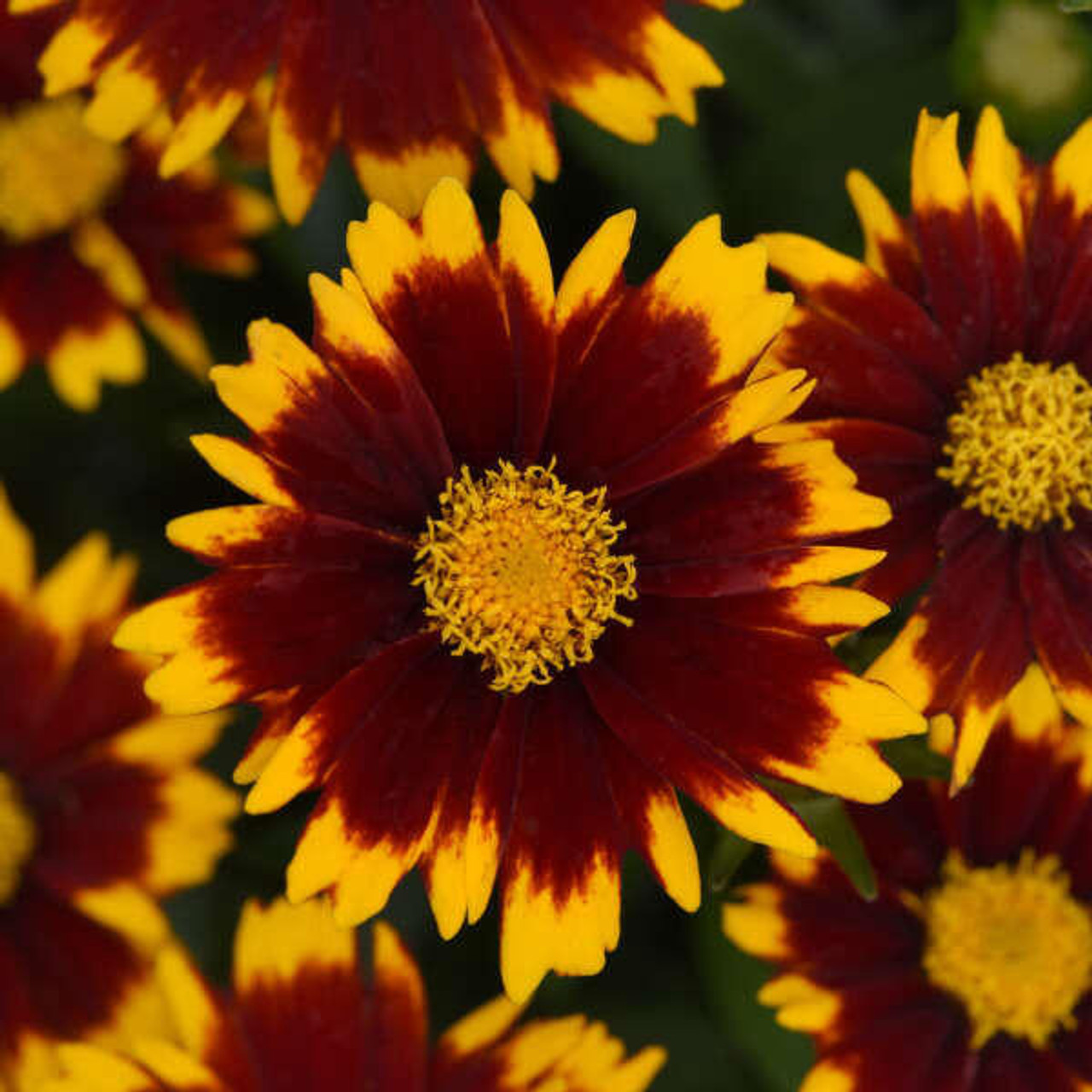 Coreopsis UPTICK Red Baluptred PPAF 30ct Flat