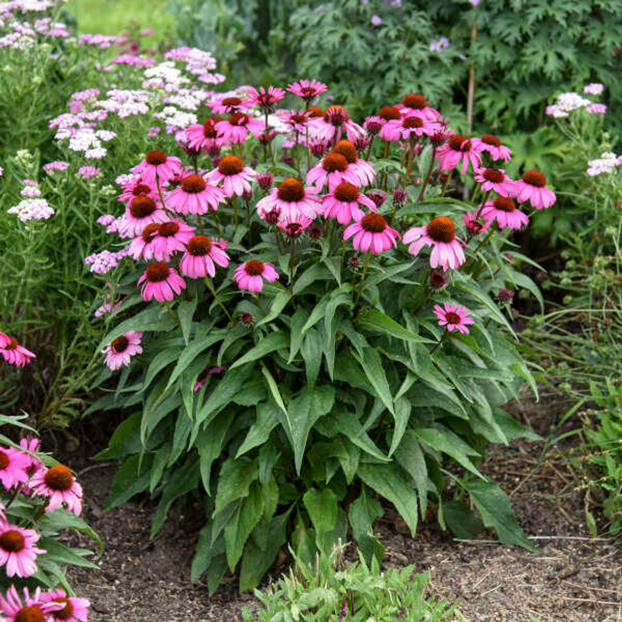 Echinacea The Fuchsia is Bright PPAF 30ct Flat
