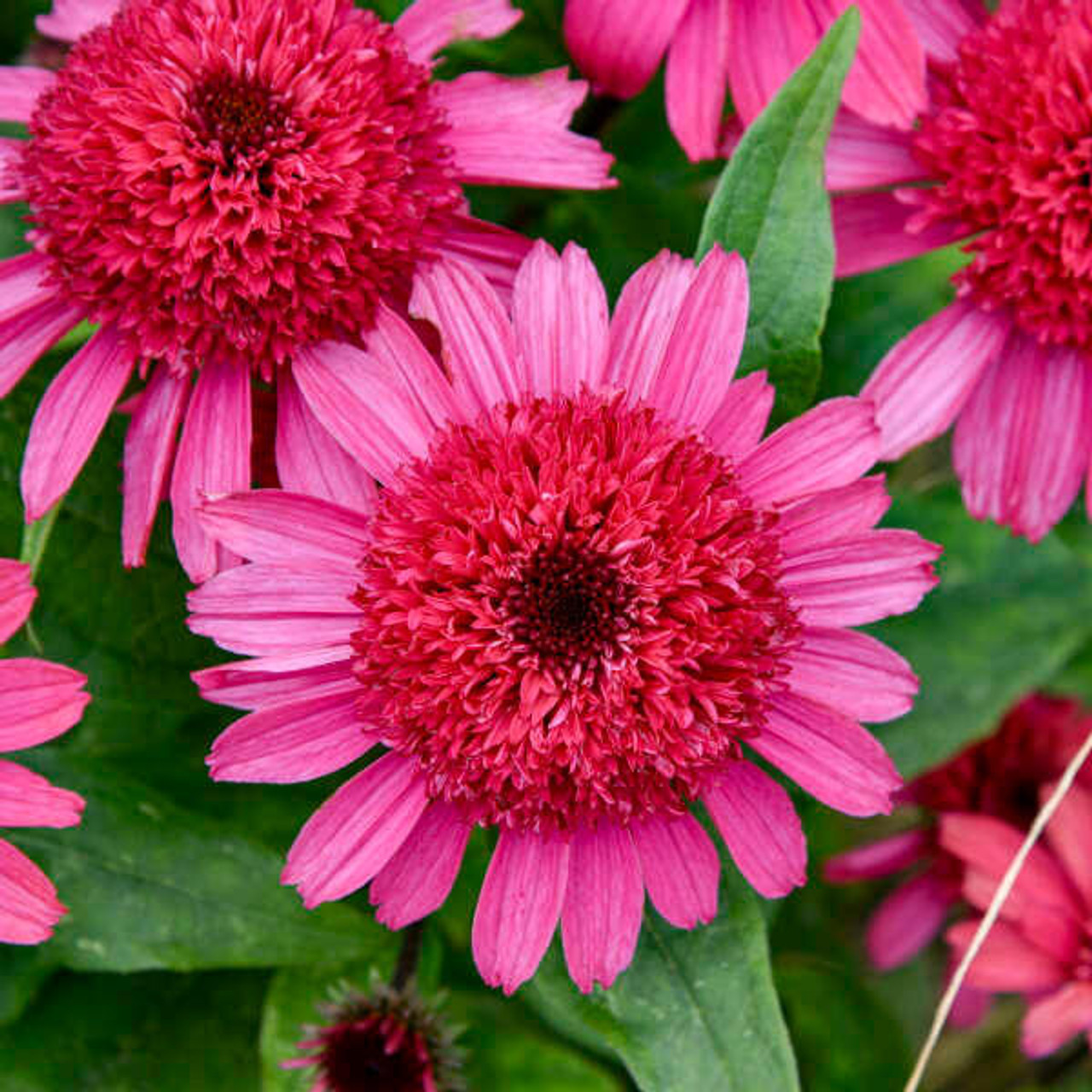 Echinacea Raspberry Beret PPAF 30ct Flat