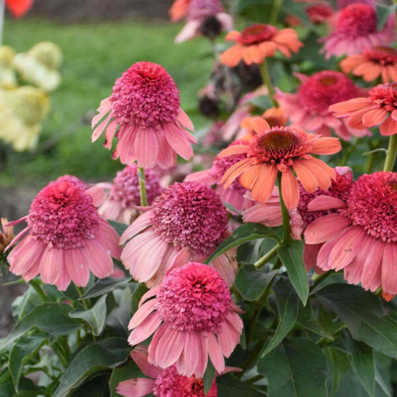 Echinacea Rainbow Sherbet PPAF 30ct Flat