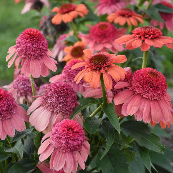 Echinacea Rainbow Sherbet shipped from Grower to your door