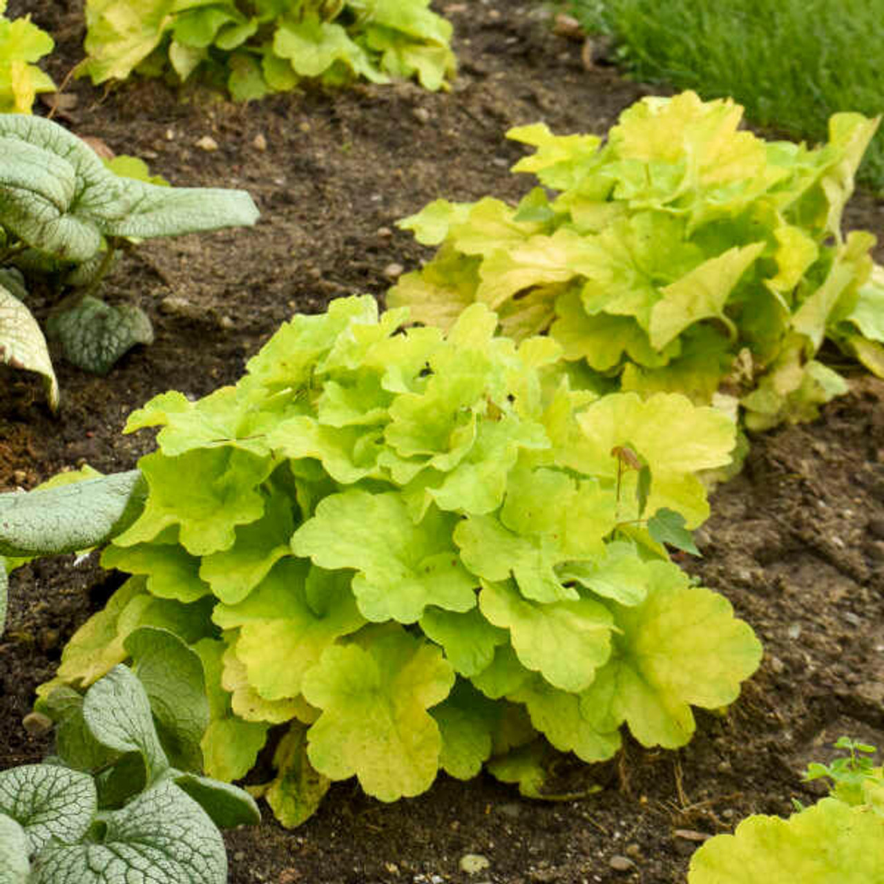 Heuchera Pistachio Ambrosia PPAF 20ct Flat