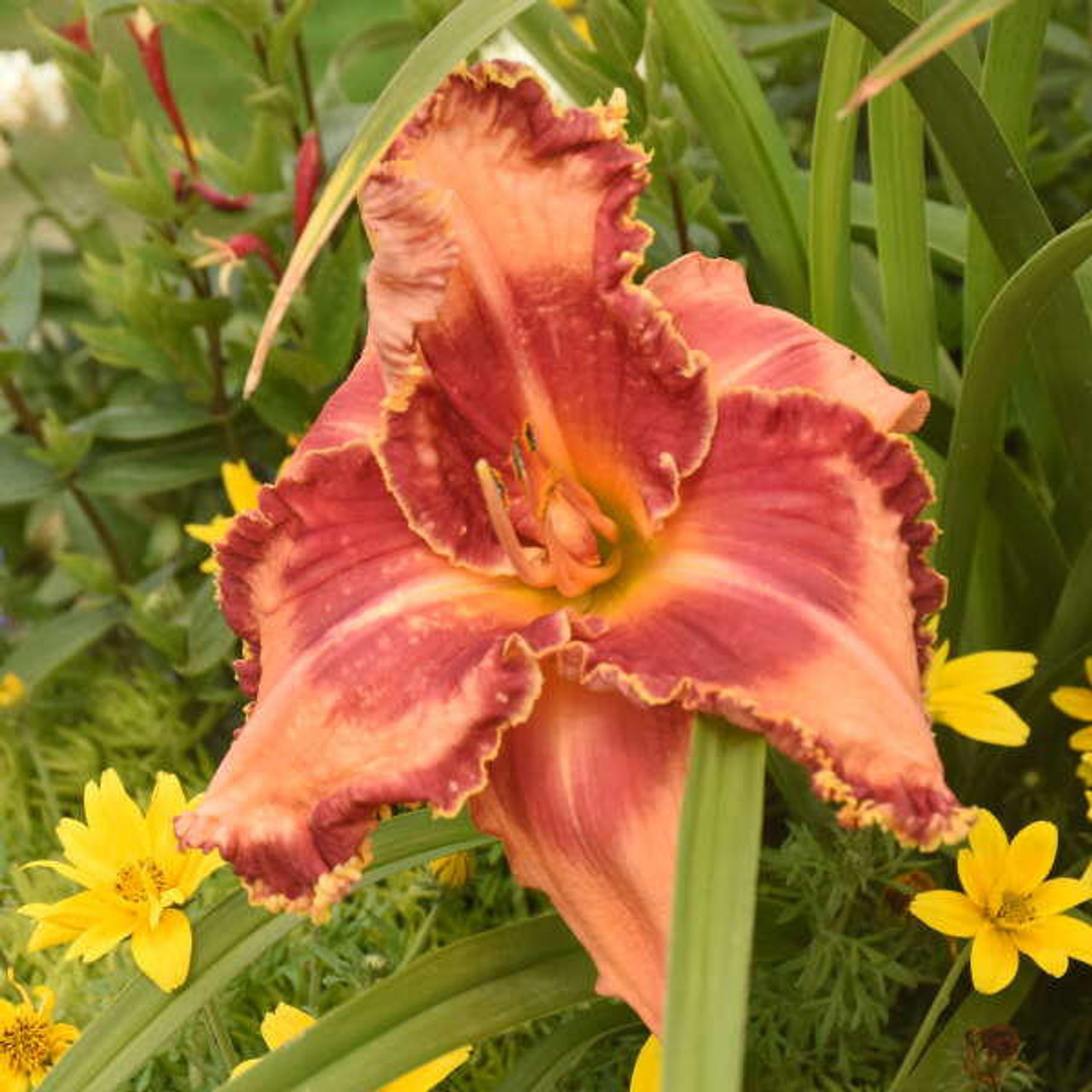 Hemerocallis Lake of Fire 25 BR Plants