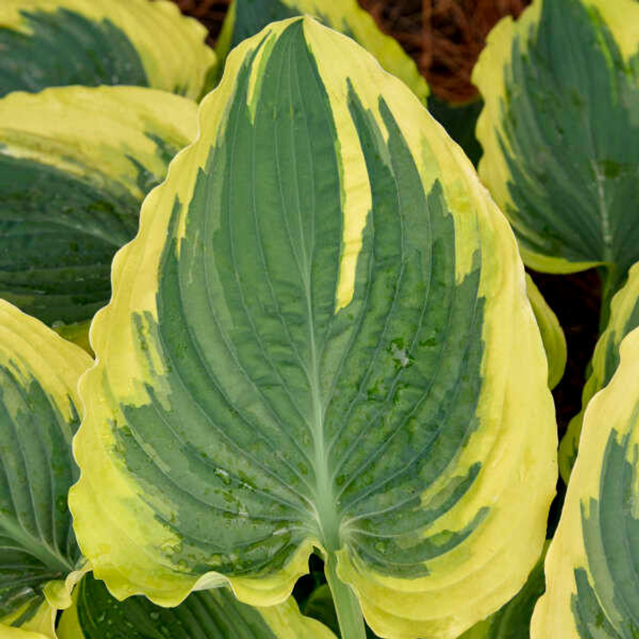 Hosta Trendsetter PP33296 20ct Flat