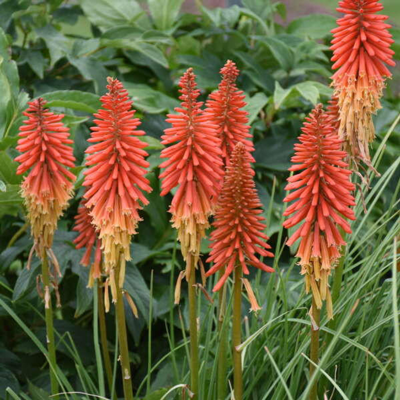 Kniphofia Red Roulette PPAF 25 BR Plants