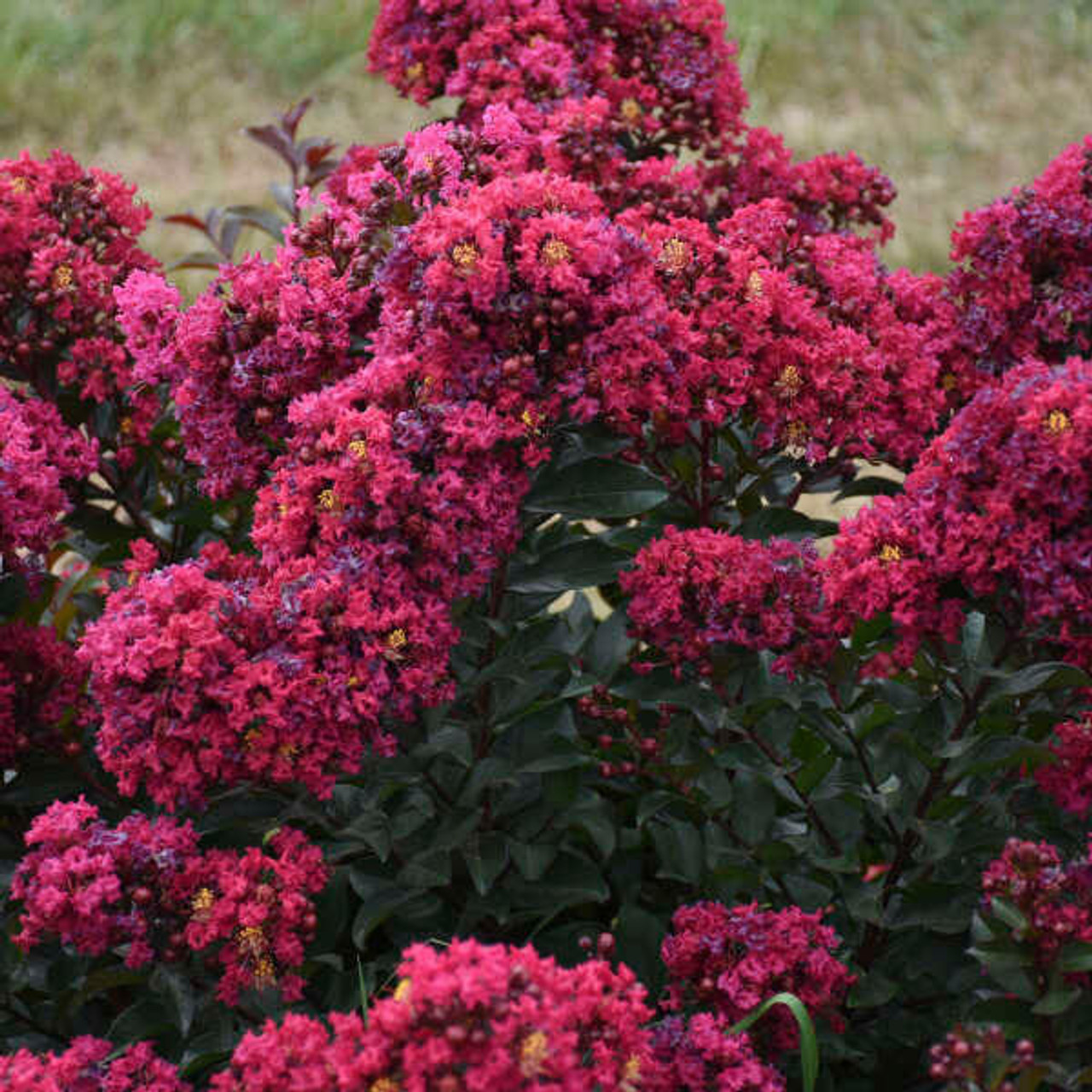 LAGERSTROEMIA Lagerstroemia 'Lava Java' PP32973 (30)ct Flat