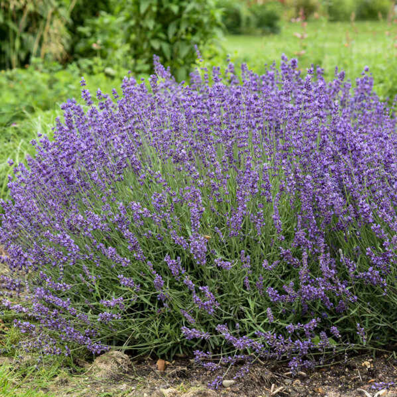 Lavandula a Imperial Gem 20ct Flat