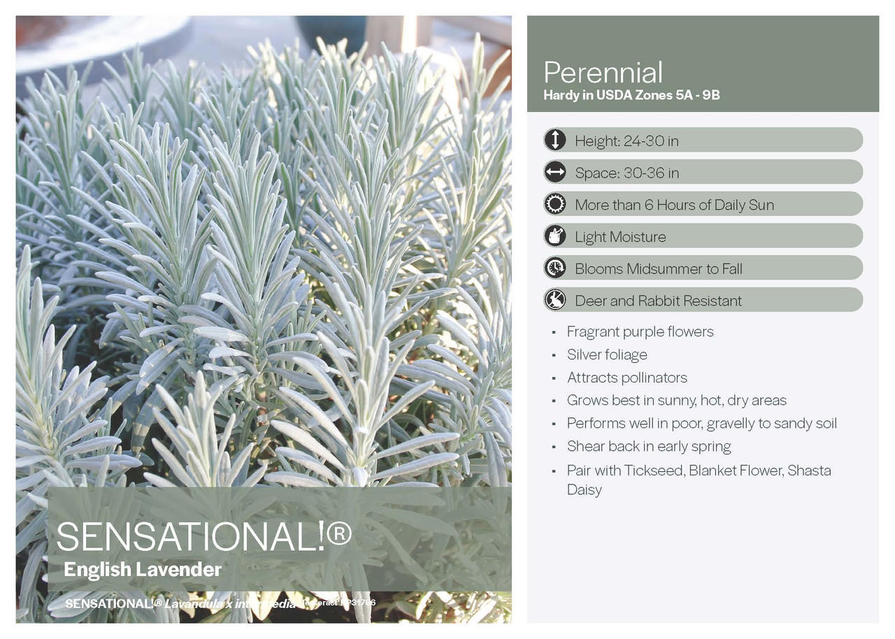 Lavandula SENSATIONAL! ('Tesseract' PP31786) (20)ct Flat